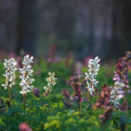 Aparthotel Fachwerkhauser Leinegarten Gronau (Lower Saxony)