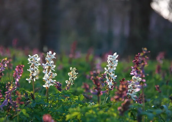 Aparthotel Fachwerkhauser Leinegarten Gronau (Lower Saxony)